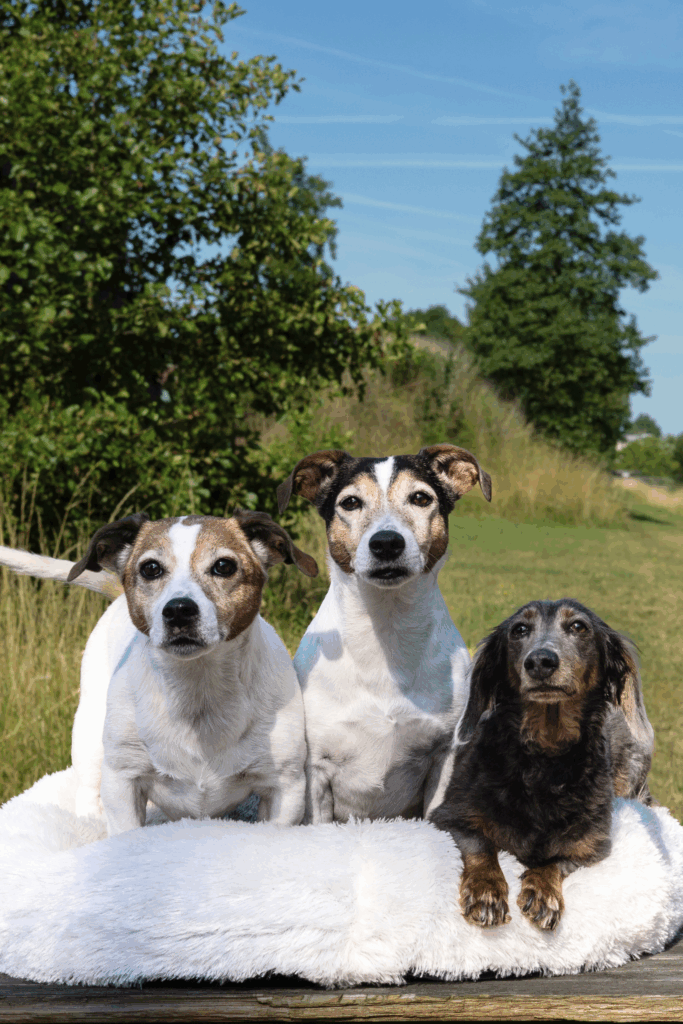 Turbo, Zoeff en Bibi